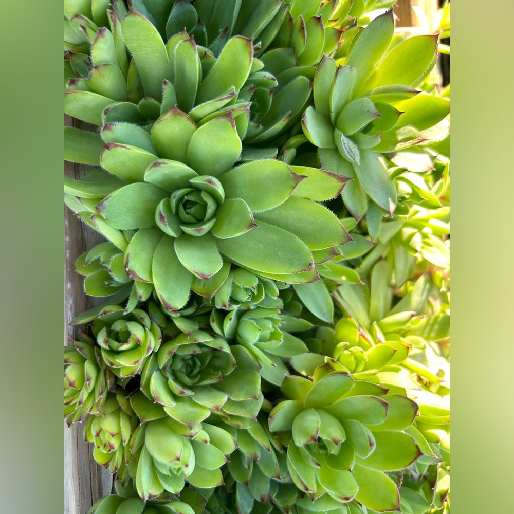HENS AND CHICK PLANTS